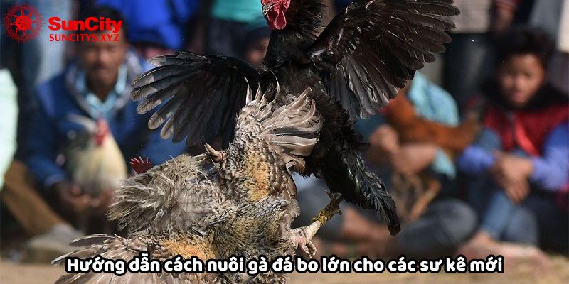 Hướng dẫn cách nuôi gà đá bo lớn cho các sư kê mới