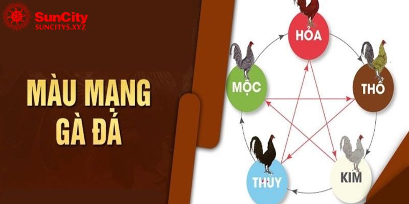 Màu mạng gà đá là gì? Đâu là màu gà đá tốt nhất hiện nay
