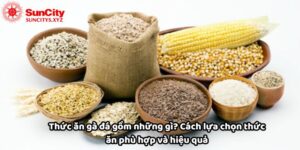 Thức ăn gà đá là gì Cách lựa chọn thức ăn phù hợp hiệu quả