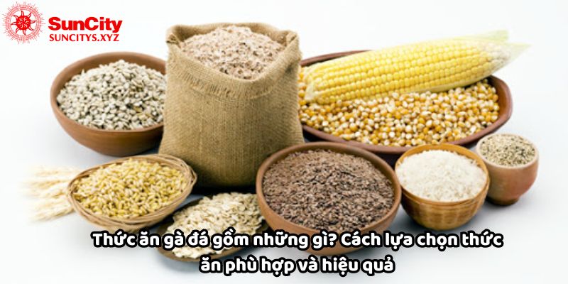 Thức ăn gà đá là gì Cách lựa chọn thức ăn phù hợp hiệu quả